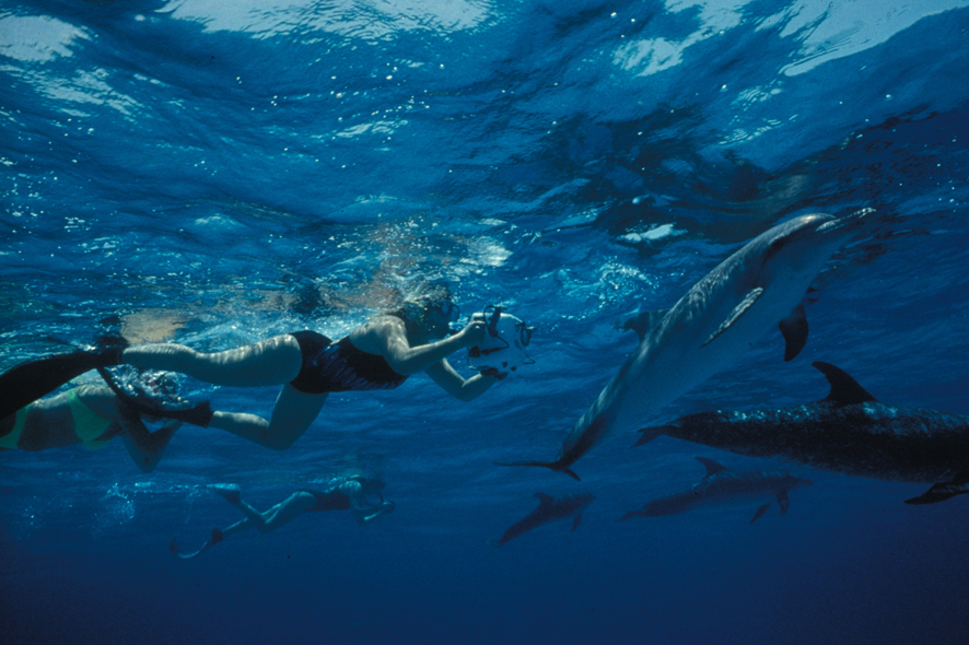 Dolphin Studies Could Reveal Secrets of Extraterrestrial Intelligence